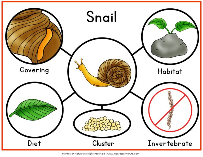 Parts of a Snail Life Cycle Activities diagram showing a central snail surrounded by circles depicting its covering, habitat, diet, egg cluster, and invertebrate status. Montessori Nature Printable