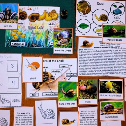 Parts of a Snail Life Cycle Activities