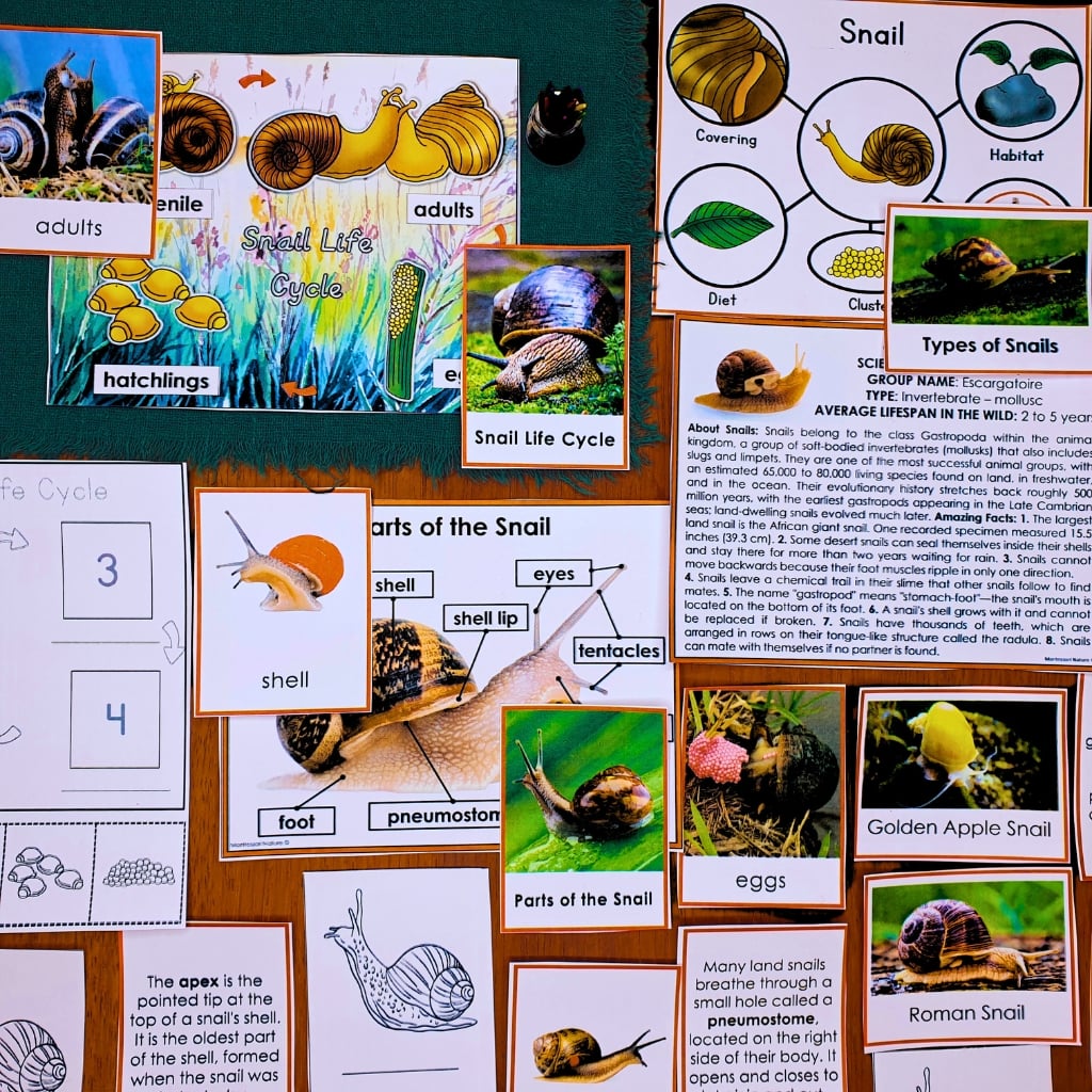 Parts of a Snail Life Cycle Activities worksheet featuring diagrams, illustrations, and informational text on snail life cycle stages, anatomy, and species types. Montessori Nature Printable