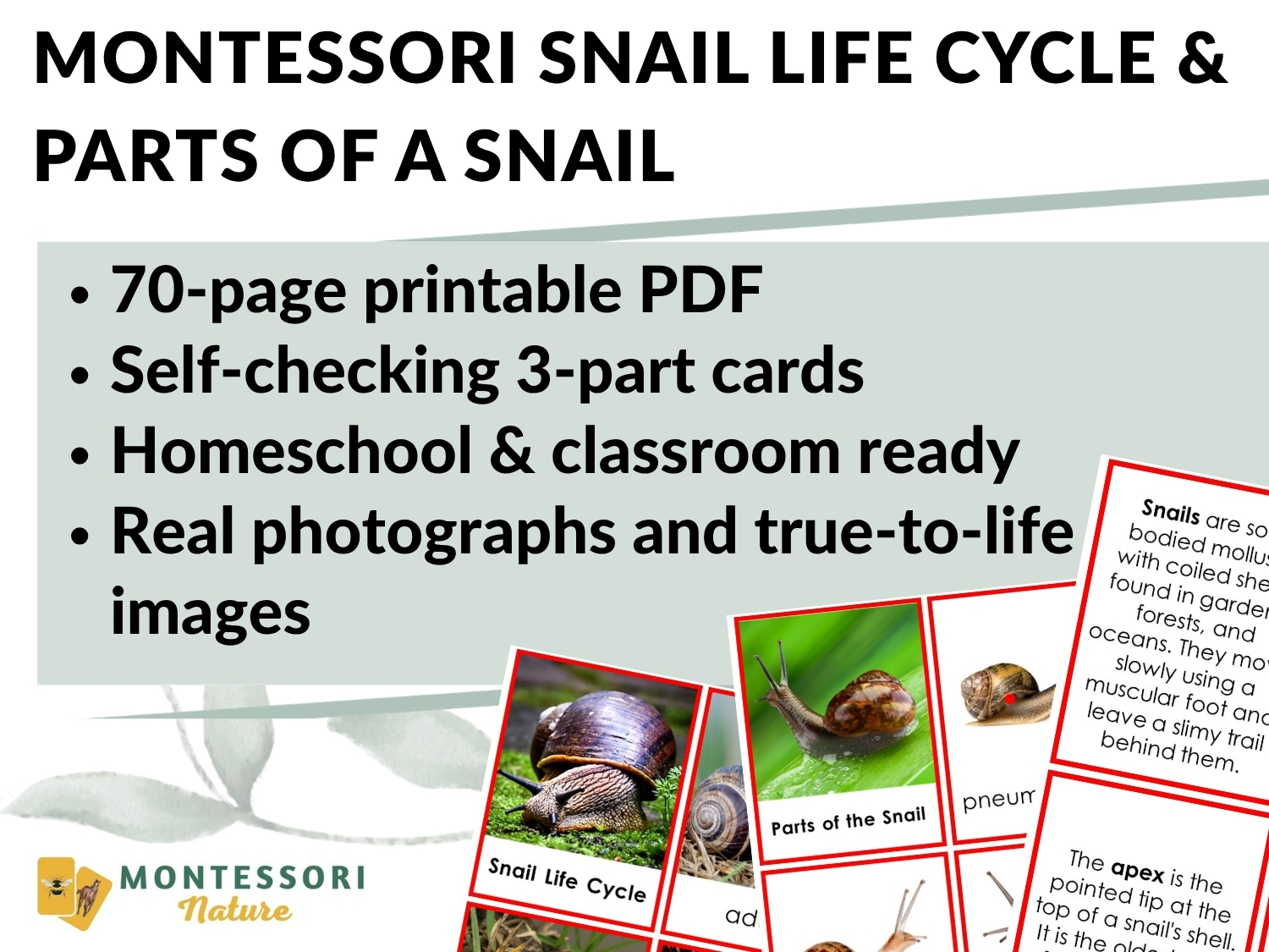 Promotional graphic for Parts of a Snail Life Cycle Activities, featuring a list of educational materials and example flashcards with snail photographs for kids’ science activities. Montessori Nature Printable