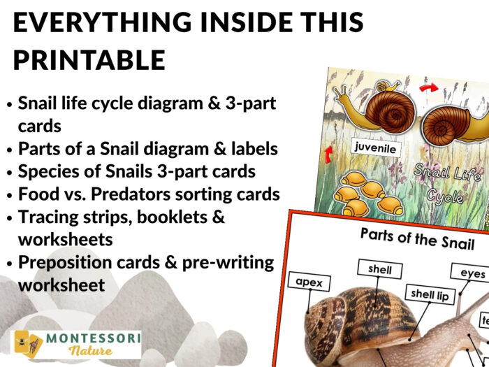 Parts of a Snail Life Cycle Activities including a list of printable activities, a sample life cycle diagram, and a diagram labeling the parts of a snail. Montessori Nature Printable