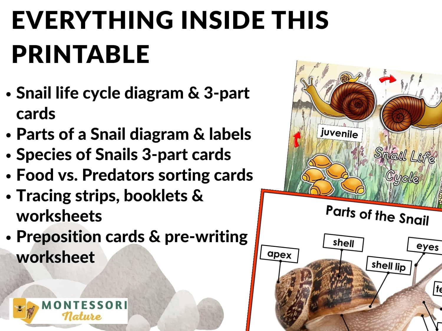 Parts of a Snail Life Cycle Activities including a list of printable activities, a sample life cycle diagram, and a diagram labeling the parts of a snail. Montessori Nature Printable