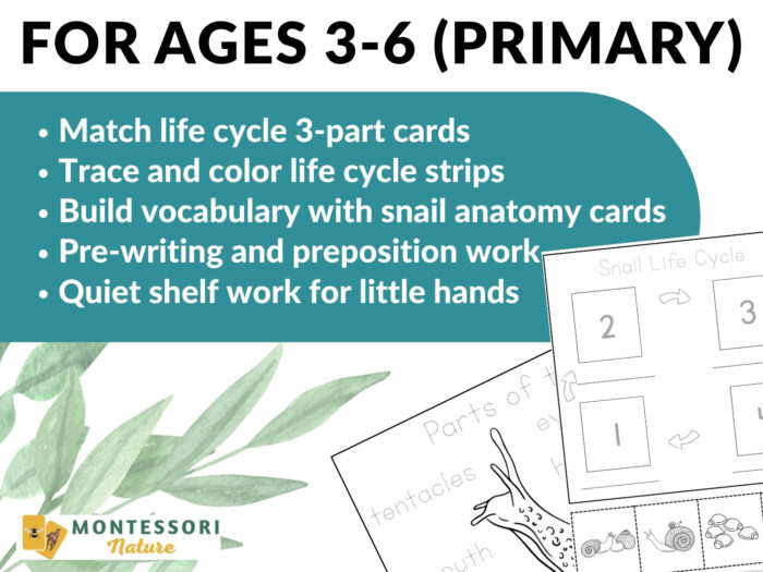 Parts of a Snail Life Cycle Activities featuring educational printables for ages 3-6, including matching cards, anatomy worksheets, and writing exercises. Montessori Nature Printable