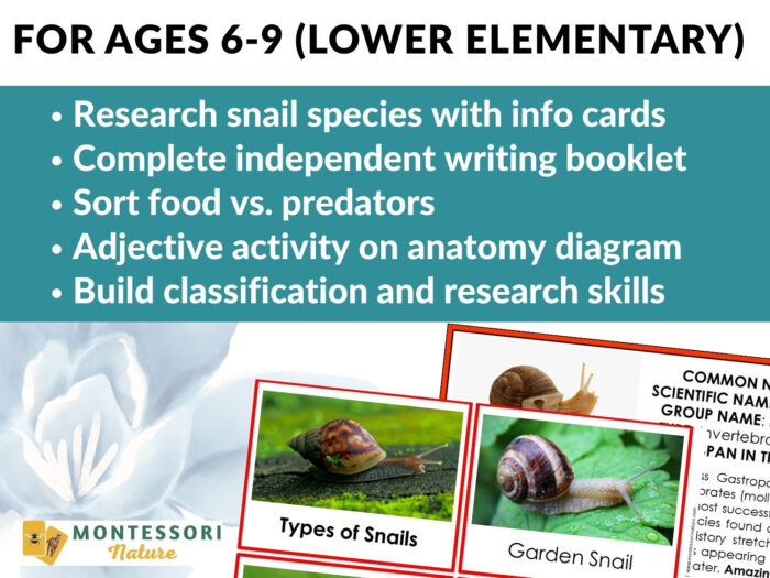 Parts of a Snail Life Cycle Activities worksheet for ages 6-9, featuring research, writing, sorting, and anatomy exercises alongside illustrated fact cards. Montessori Nature Printable