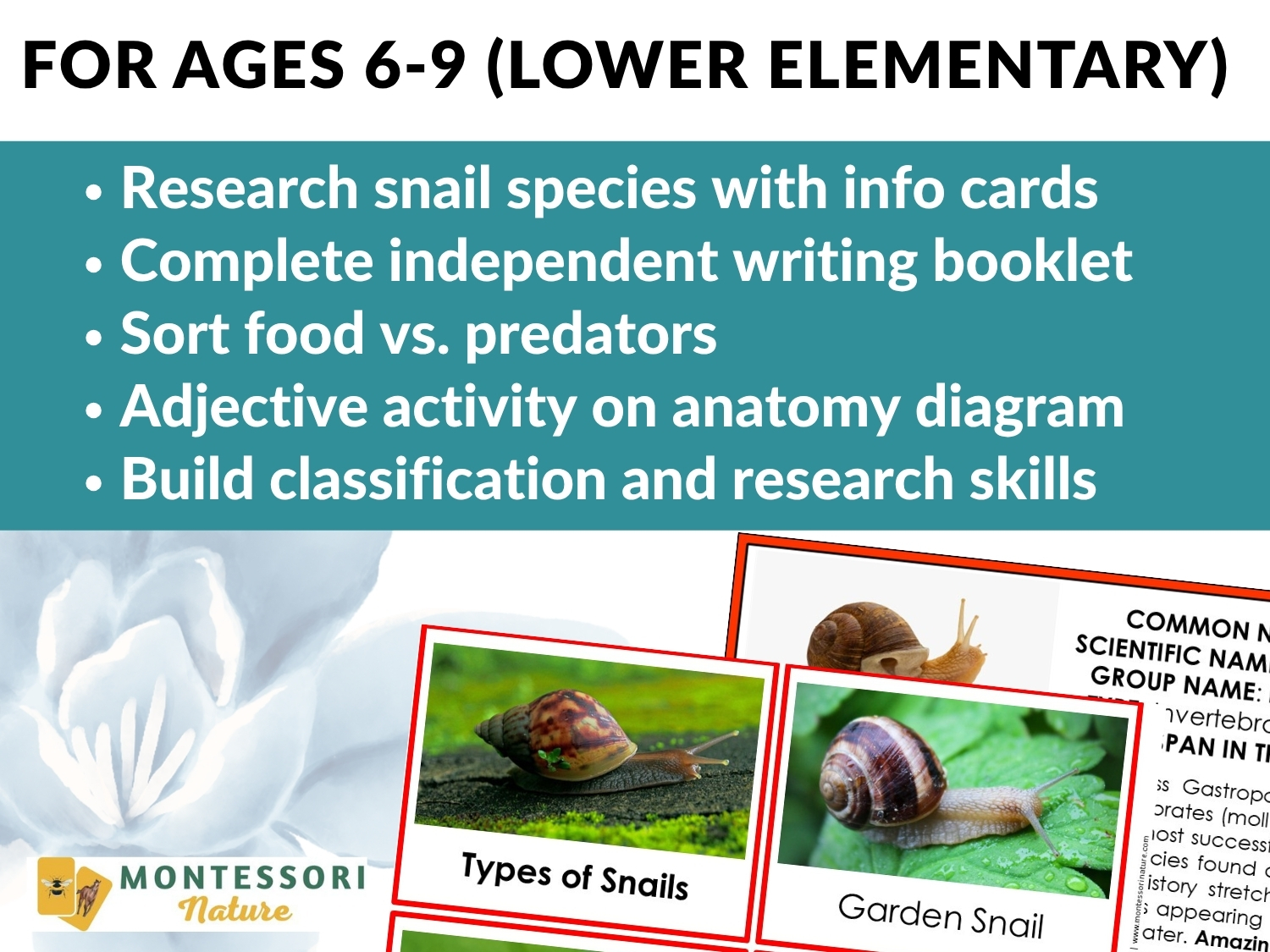Parts of a Snail Life Cycle Activities worksheet for ages 6-9, featuring research, writing, sorting, and anatomy exercises alongside illustrated fact cards. Montessori Nature Printable