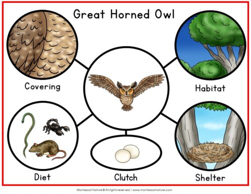 Diagram for Parts of an Owl Life Cycle Activities, featuring a central illustration of a Great Horned Owl surrounded by five circular images covering habitat, diet, clutch, and shelter. Montessori Nature Printable