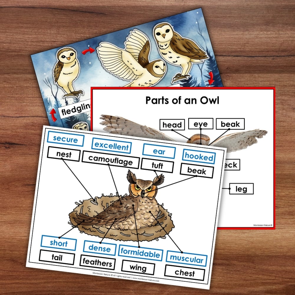 Three Parts of an Owl Life Cycle Activities worksheets with anatomy and descriptive terminology labels pointing to parts of an owl. Montessori Nature Printable
