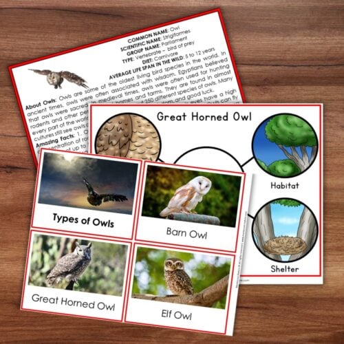 Parts of an Owl Life Cycle Activities including owl types, habitat and shelter diagrams, and a science fact sheet. Montessori Nature Printable