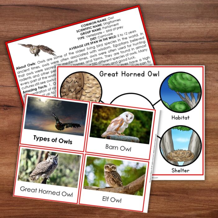 Parts of an Owl Life Cycle Activities including owl types, habitat and shelter diagrams, and a science fact sheet. Montessori Nature Printable