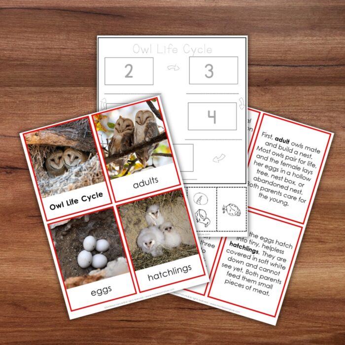 Parts of an Owl Life Cycle Activities featuring photo cards of eggs, hatchlings, and adults, alongside an informative diagram and text for owl activities. Montessori Nature Printable