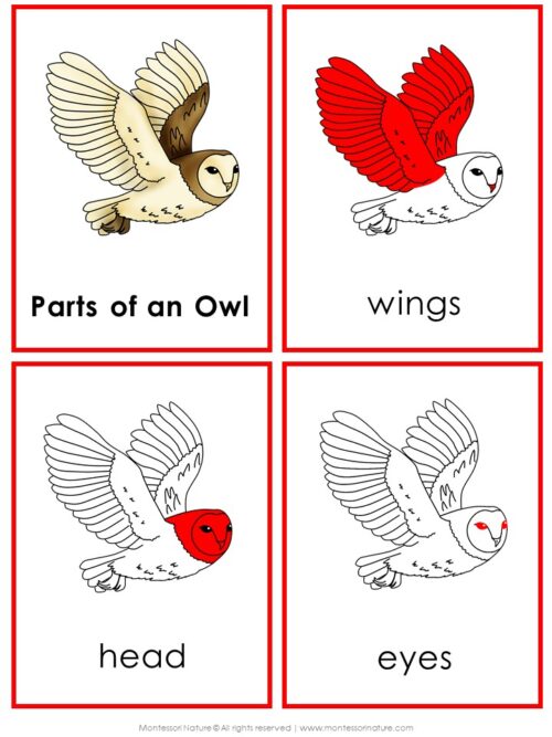 Four educational cards from Parts of an Owl Life Cycle Activities showing an owl with parts highlighted in red, labeled “Parts of an Owl,” “wings,” “head,” and “eyes.” Montessori Nature Printable