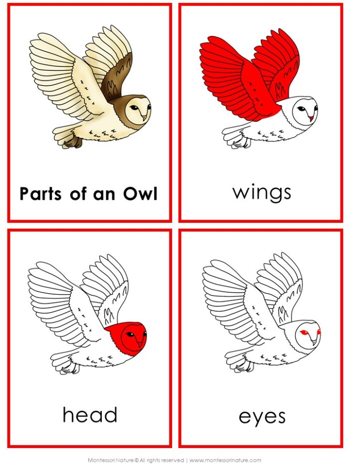 Four educational cards from Parts of an Owl Life Cycle Activities showing an owl with parts highlighted in red, labeled “Parts of an Owl,” “wings,” “head,” and “eyes.” Montessori Nature Printable