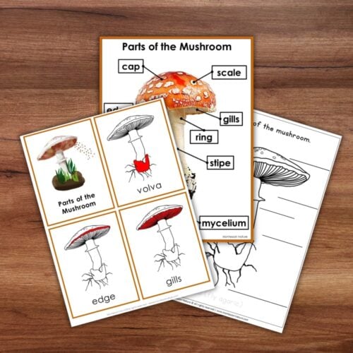 Parts of a Mushroom Life Cycle Activities - Image 2