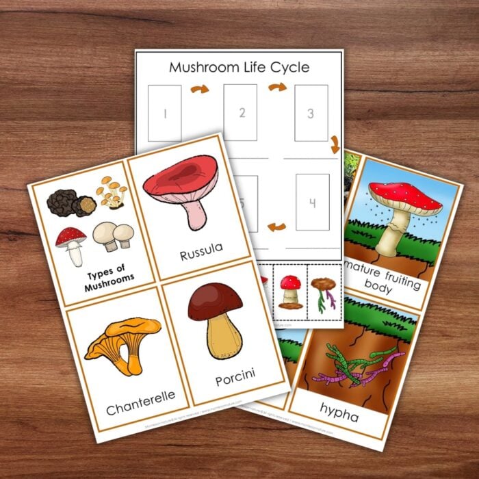 Parts of a Mushroom Life Cycle Activities - Image 3
