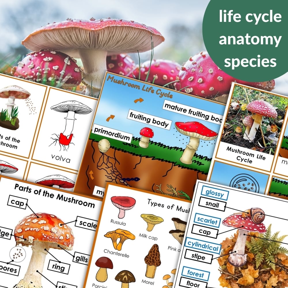 Parts of a Mushroom Life Cycle Activities