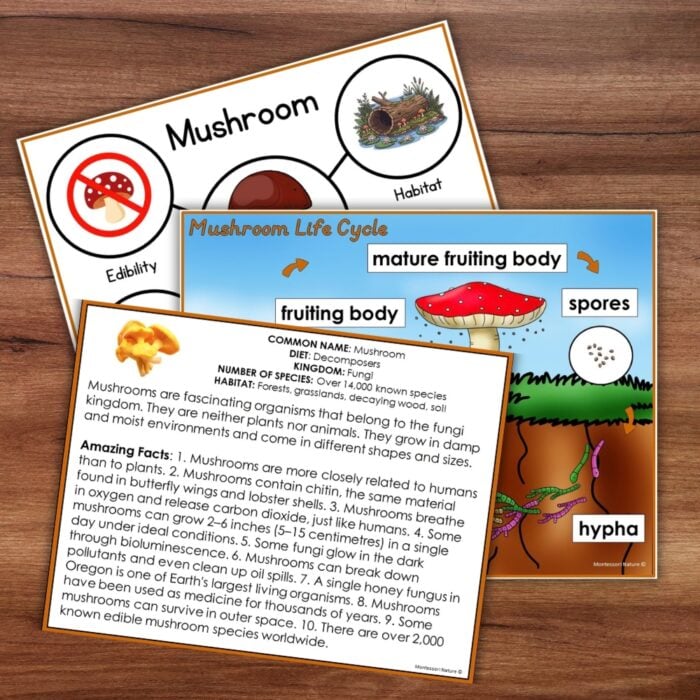 Parts of a Mushroom Life Cycle Activities - Image 4