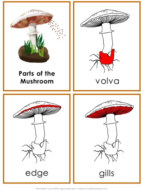 Parts of a Mushroom Life Cycle Activities - Image 5