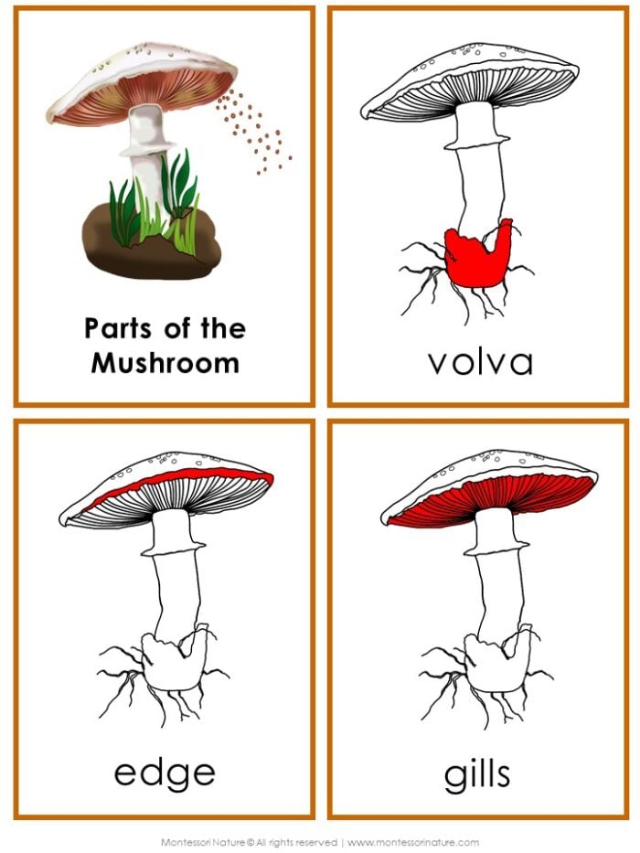 Parts of a Mushroom Life Cycle Activities - Image 5
