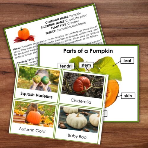 Parts of a Pumpkin Life Cycle Activities educational sheets featuring a diagram of pumpkin parts, facts, and labeled photographs of various pumpkin types. Montessori Nature Printable