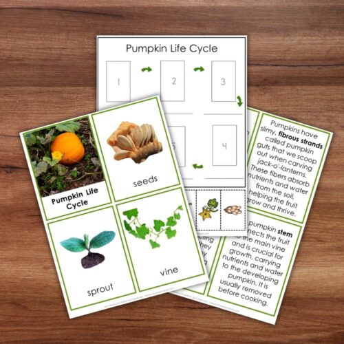 Parts of a Pumpkin Life Cycle Activities educational cards featuring pictures of seeds, a sprout, and a vine with explanatory text. Montessori Nature Printable