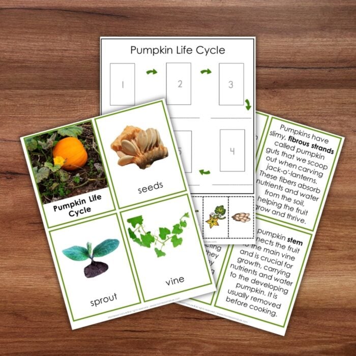 Parts of a Pumpkin Life Cycle Activities educational cards featuring pictures of seeds, a sprout, and a vine with explanatory text. Montessori Nature Printable