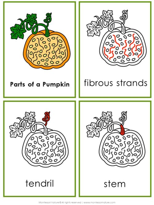Four Parts of a Pumpkin Life Cycle Activities cards, illustrating pumpkin parts labeled “fibrous strands,” “tendril,” and “stem.”. Montessori Nature Printable