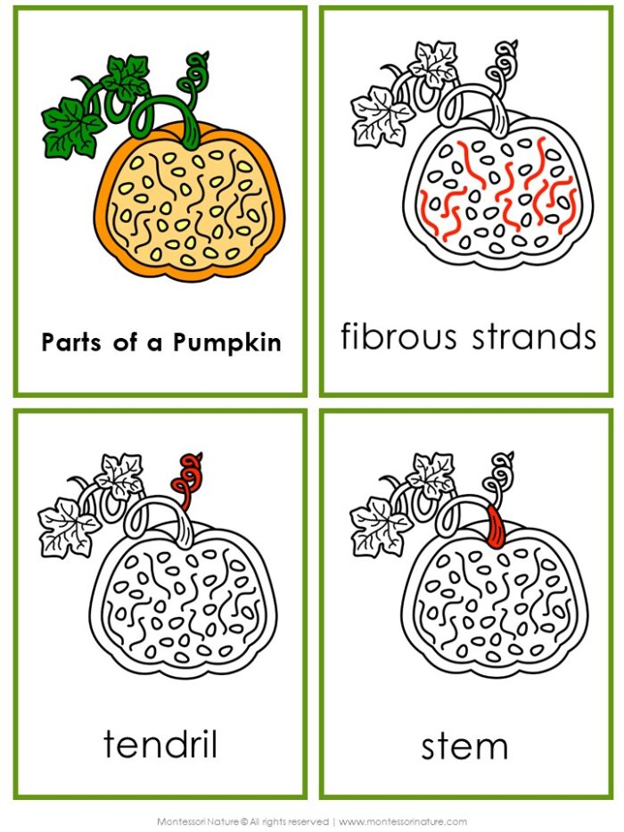 Four Parts of a Pumpkin Life Cycle Activities cards, illustrating pumpkin parts labeled “fibrous strands,” “tendril,” and “stem.”. Montessori Nature Printable
