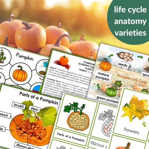 Parts of a Pumpkin Life Cycle Activities