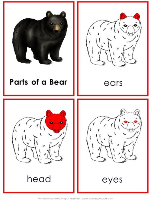 The Parts of a Bear Life Cycle Activities set includes four cards that feature labeled bear parts: a full black bear, an outlined bear with the ears highlighted, one with the head highlighted, and one with the eyes highlighted. These engaging visuals are ideal for introducing students to the bear life cycle and related activities. Montessori Nature Printable