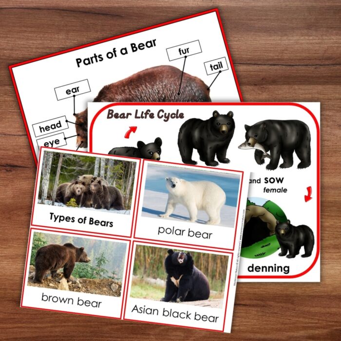 Three “Parts of a Bear Life Cycle Activities” worksheets are displayed on a wooden surface, featuring educational visuals of bear anatomy, the full bear life cycle, and different bear species—including grizzly, polar, black, and Asian black bears. Ideal for interactive bear activities or enhancing lessons with hands-on bear life cycle learning. Montessori Nature Printable