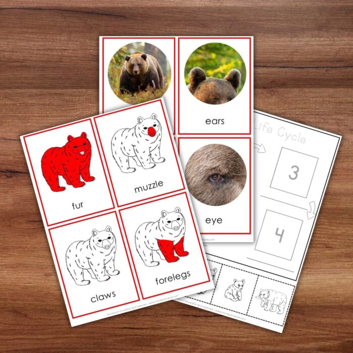 A set of “Parts of a Bear Life Cycle Activities” educational cards, featuring labeled bear parts and colorful illustrations, displayed on a wooden surface. Montessori Nature Printable