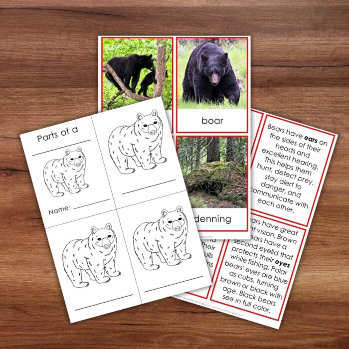 Four “Parts of a Bear Life Cycle Activities” worksheets on a wooden table, featuring coloring pages, bear photos, vocabulary cards, informational text about bear features, and engaging life cycle activities. Montessori Nature Printable