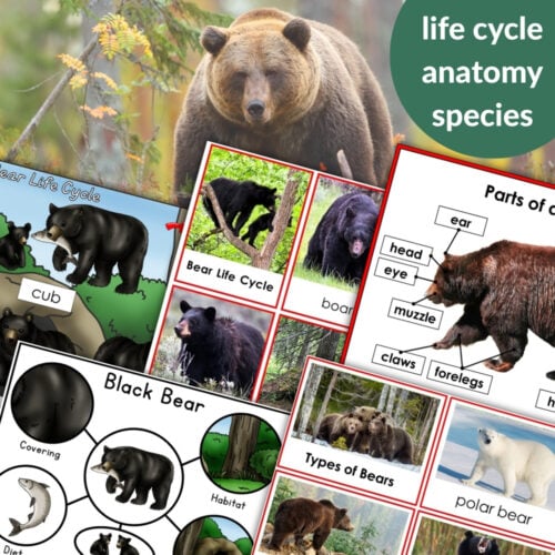Parts of a Bear Life Cycle Activities