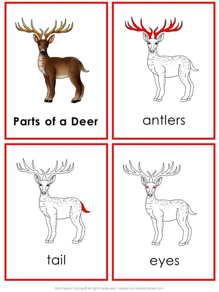 Parts of a Deer Life Cycle Activities cards showing a deer, antlers, tail, and eyes with text labels. Montessori Nature Printable