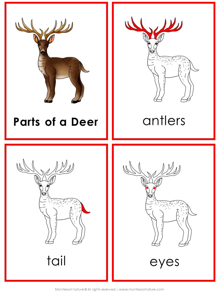 Parts of a Deer Life Cycle Activities cards showing a deer, antlers, tail, and eyes with text labels. Montessori Nature Printable