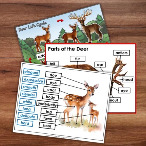 Parts of a Deer Life Cycle Activities educational sheets featuring illustrations of deer with labeled body parts and descriptive adjectives. Montessori Nature Printable