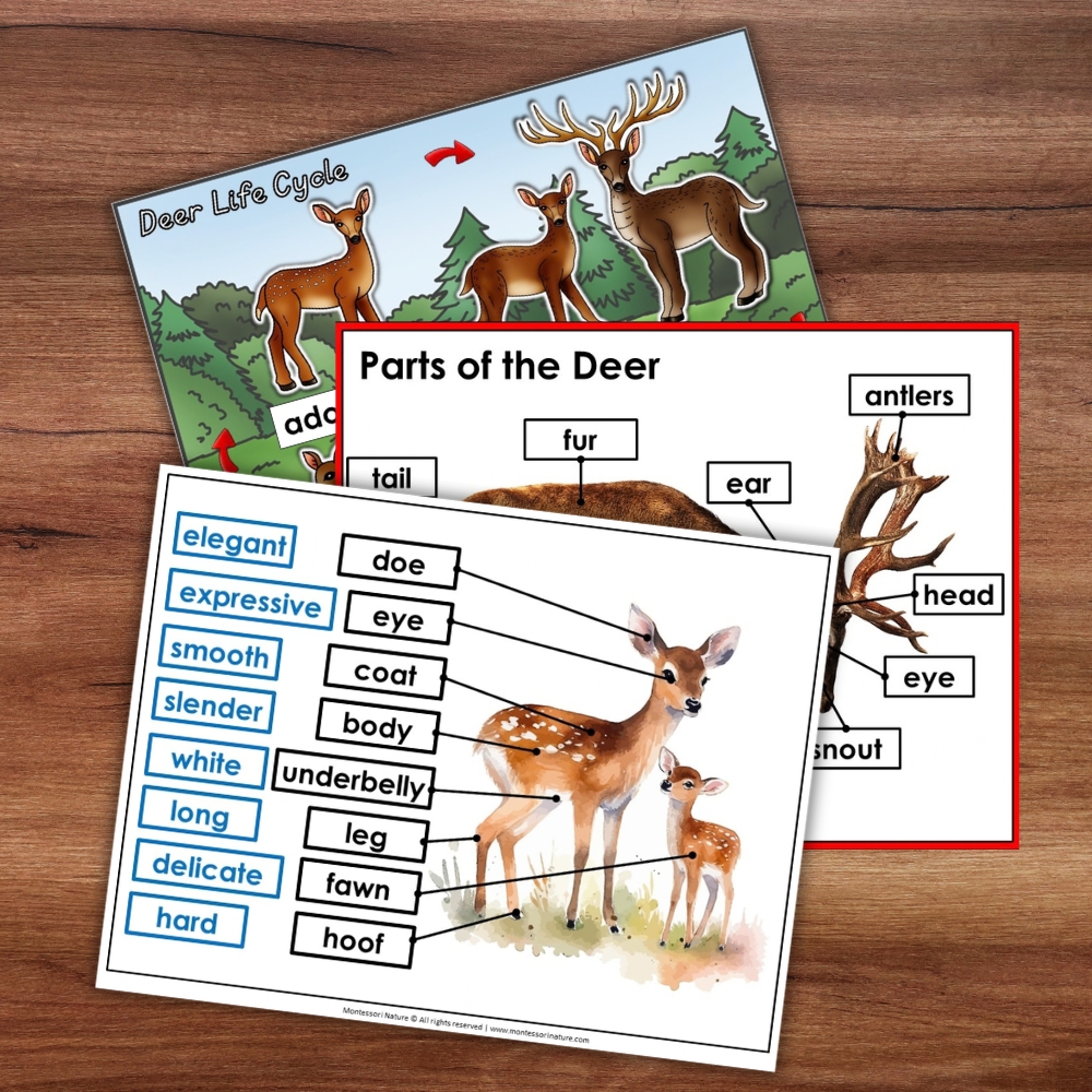 Parts of a Deer Life Cycle Activities educational sheets featuring illustrations of deer with labeled body parts and descriptive adjectives. Montessori Nature Printable