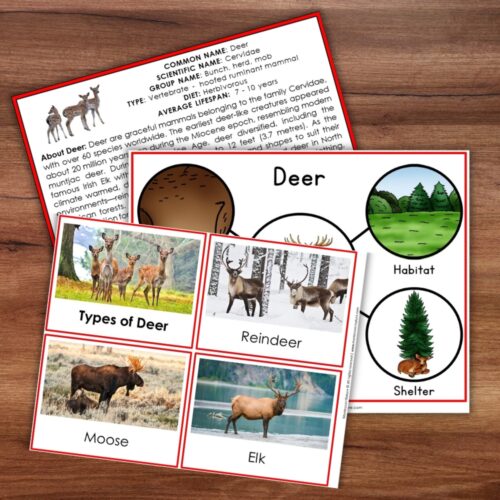 Parts of a Deer Life Cycle Activities educational cards showing deer, reindeer, moose, and elk, with descriptive text and circular habitat illustrations. Montessori Nature Printable