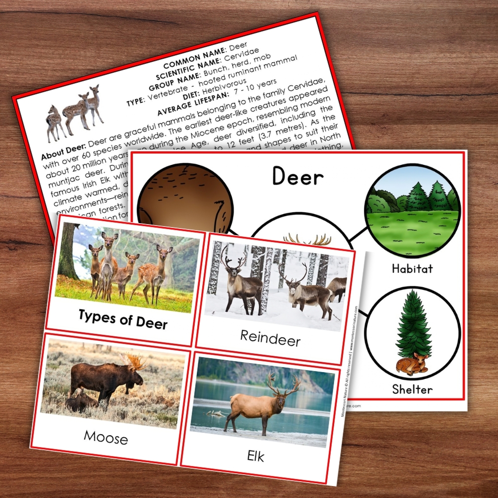 Parts of a Deer Life Cycle Activities educational cards showing deer, reindeer, moose, and elk, with descriptive text and circular habitat illustrations. Montessori Nature Printable