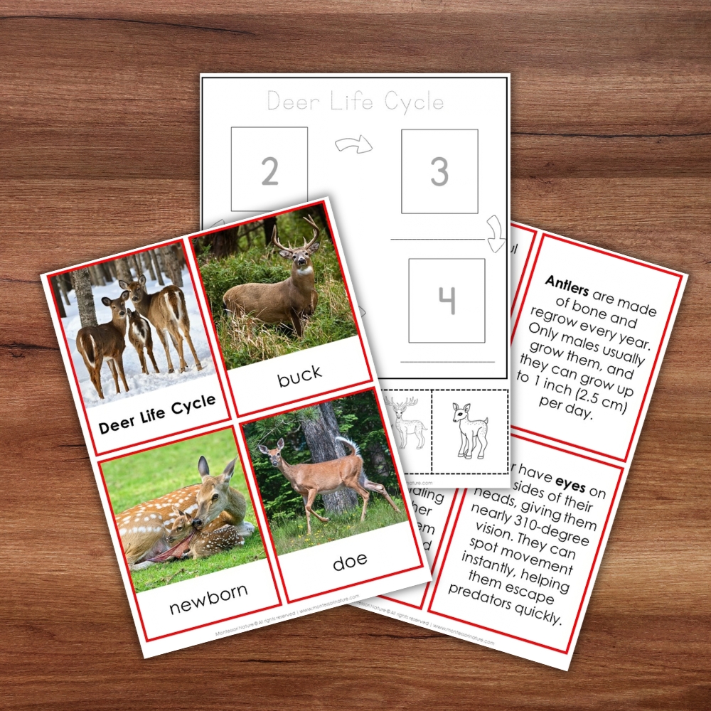 Parts of a Deer Life Cycle Activities featuring printable images of a fawn, a buck, and a doe, with informational cards and numbered fill-in-the-blank boxes. Montessori Nature Printable