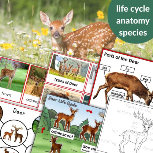 Parts of a Deer Life Cycle Activities