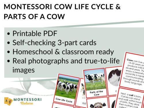 Parts of a Cow Life Cycle Activities - Image 2