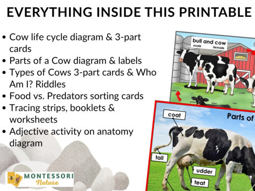Parts of a Cow Life Cycle Activities - Image 3