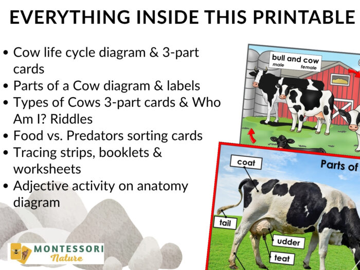 Parts of a Cow Life Cycle Activities - Image 3