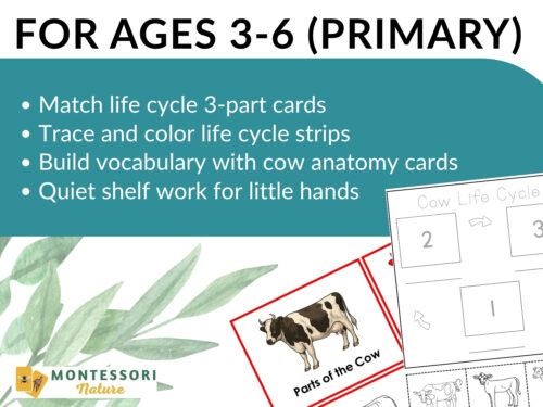 Parts of a Cow Life Cycle Activities - Image 4