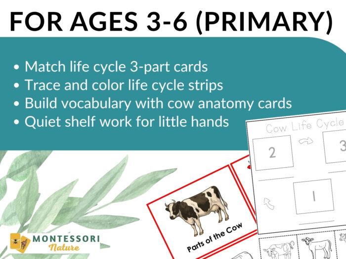 Parts of a Cow Life Cycle Activities - Image 4