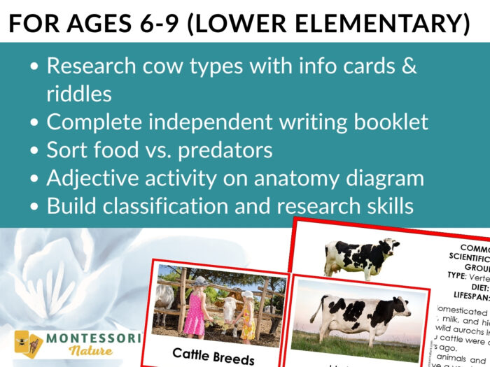 Parts of a Cow Life Cycle Activities - Image 5