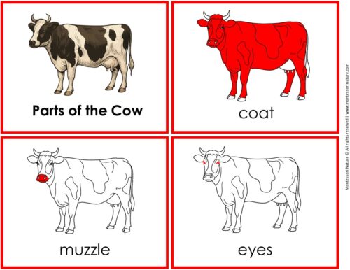 Parts of a Cow Life Cycle Activities - Image 7