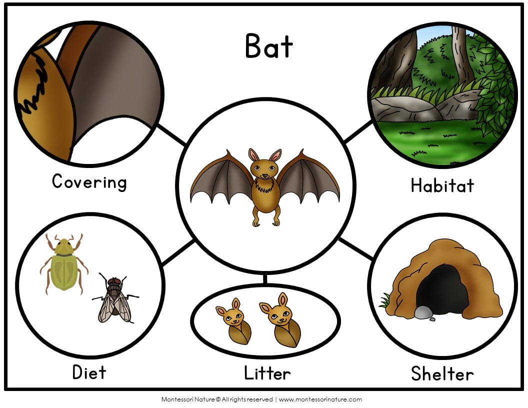 A Parts of a Bat Life Cycle Activities diagram titled “Bat” with a central illustration of a bat surrounded by four circles labeling its covering, habitat, diet, and shelter. Montessori Nature Printable