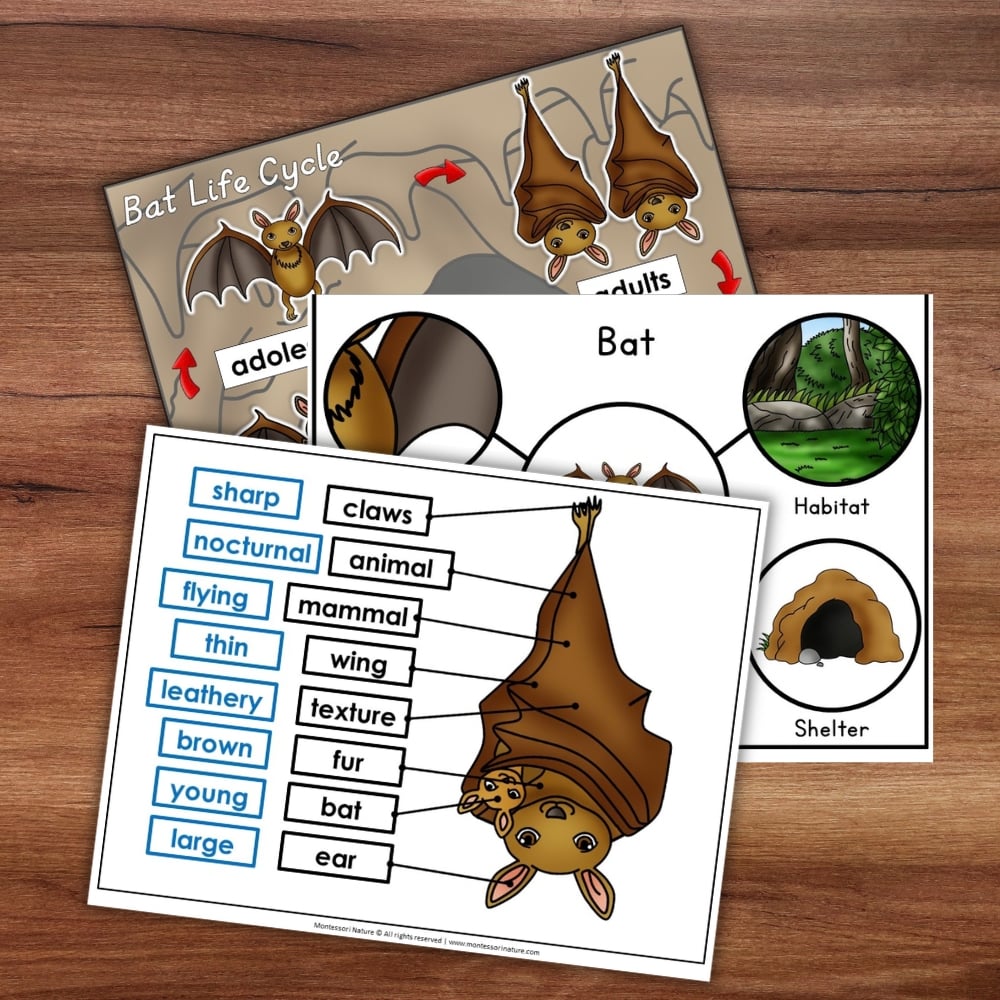 Parts of a Bat Life Cycle Activities worksheets featuring diagrams of the bat life cycle, habitat, shelter, and a labeled anatomy chart. Montessori Nature Printable